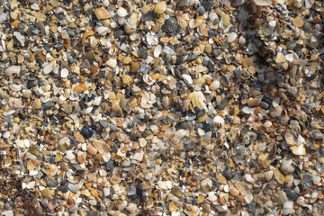 beach covered with small seashells