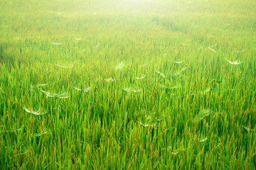 Obraz premium rice field nature sunny with spider web
