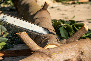 Worker cutting log with chainsaw