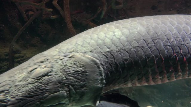 Pirarucu (Arapaima gigas) & Tambaqui (Colossoma macropomum) freshwater fishes. Closeup