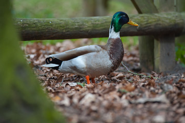 Ordinary european duck on forest ground 
