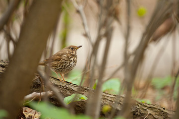 Small spotted bird on trunk in forest