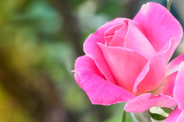 pink rose in the garden