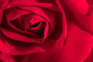 Fototapeta na wymiar red rose closeup