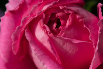 Obraz na płótnie Canvas pink rose closeup