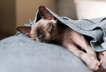 bald cat sleeping, a cat of breed the canadian Sphynx