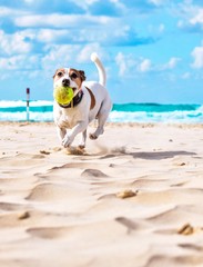 Adorable Jack Russell playing with a tennis ball on the beach. Pet, summer and doggy background