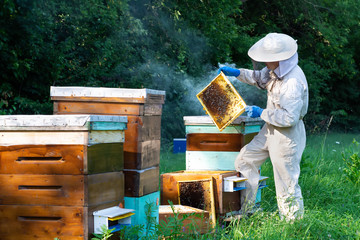 Beekeeper on apiary. Beekeeper is working with bees and beehives on the apiary. Apiculture concept.