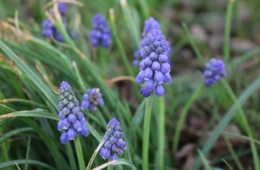 Wildflowers in a pasture 