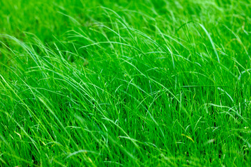 bright green lawn grass close up