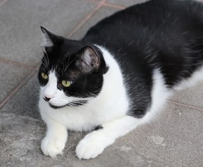black and white cat