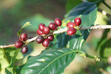 ripe red coffee beans  on coffee trees