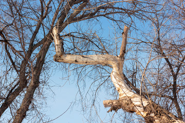 curve tree trunk against sky background