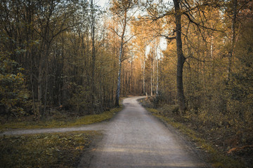 Fototapeta premium Waldweg bei Sonnenschein