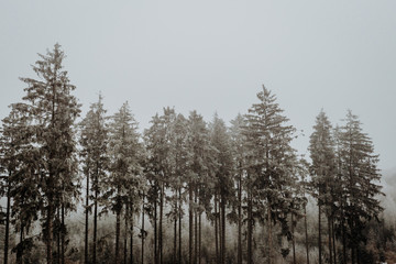 Winterwald