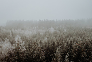 Winterwald