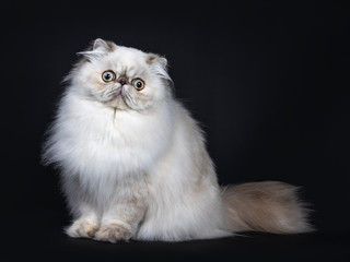 Cute fluffy tabby point Persian cat / kitten sitting side ways. Looking at camera with big round eyes. Isolated on black background. Tail behind body