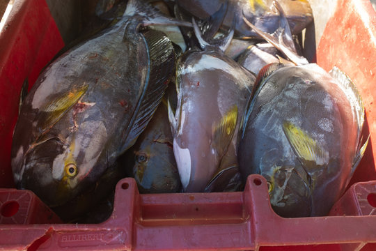 Fish of French Polynesia