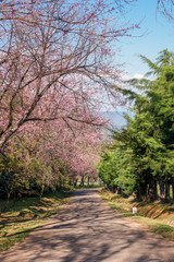 Pink Sakura(Wild Himalayan cherry) trees forming a tunnel on a road