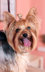 portrait of a yorkshire terrier