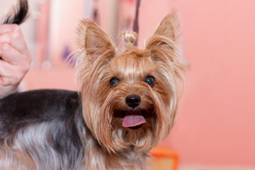 Naklejka premium portrait of a yorkshire terrier