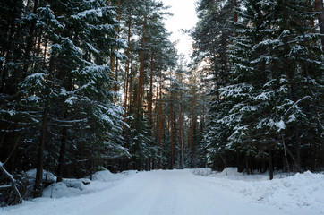 Fototapeta premium forest in winter