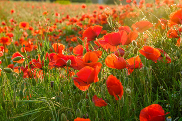 Champ de coquelicots, coucher de soleil. Provence, France.	