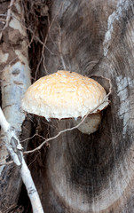Pholiota heteroclita mushroom on a section of a large tree