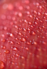 drops of dew on a red petal macro