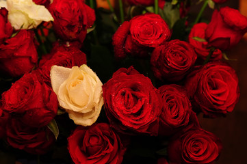 Gorgeous red and white roses in drops close-up on a black background.
