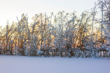 winter landscape sunset shines through snowy trees