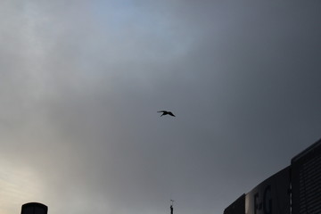 big pelican flying  in evening sky