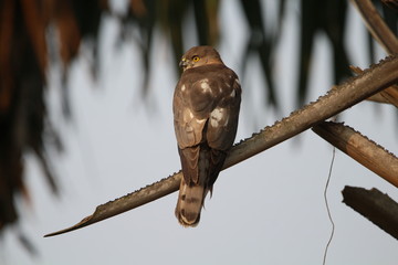 Eagle on the tree top