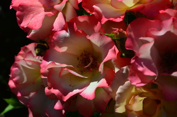 Fototapeta premium Visiting the red rose