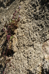 plante fragile