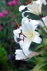 Fototapeta premium white lily flowers close-up
