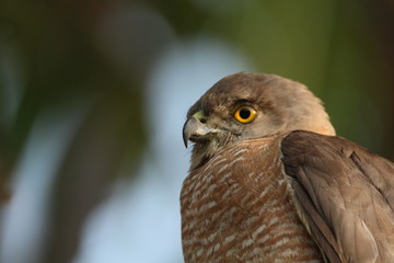 Eagle eye nose