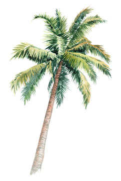Isolated watercolor clipart with palm trees. picturesque image of a palm tree. palm tree on the beach