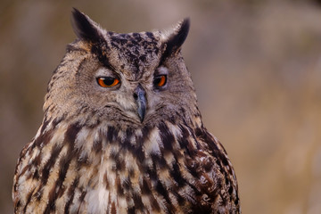 Hibou gros plan.	
