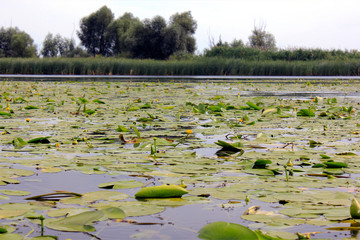 thickets of a yellow water lily on a river in summer