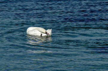Beauty white swan basking upside down on the  Black Sea near by town Nessebar, Bulgaria, Europe  © vili45