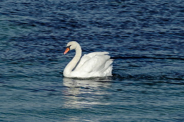 Obraz premium Piękno biały łabędź pływający na Morzu Czarnym w pobliżu miasta Nessebar, Bułgaria, Europa