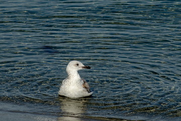 White Silver gulls or Larus argentatus swimming  on the  Black Sea near by town Nessebar, Bulgaria, Europe 