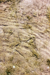 traces of birds on the sand under the water
