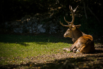 parco nazionale d'abruzzo