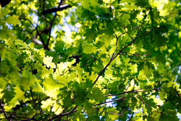 branches with green oak leaves to the sunrise