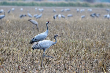 Kranichzug im Herbst