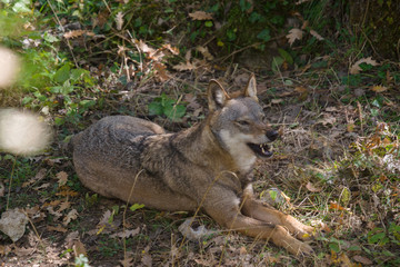 parco nazionale d'abruzzo