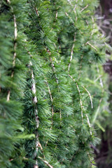 Texture of pine branch
