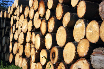 Pile of wood logs